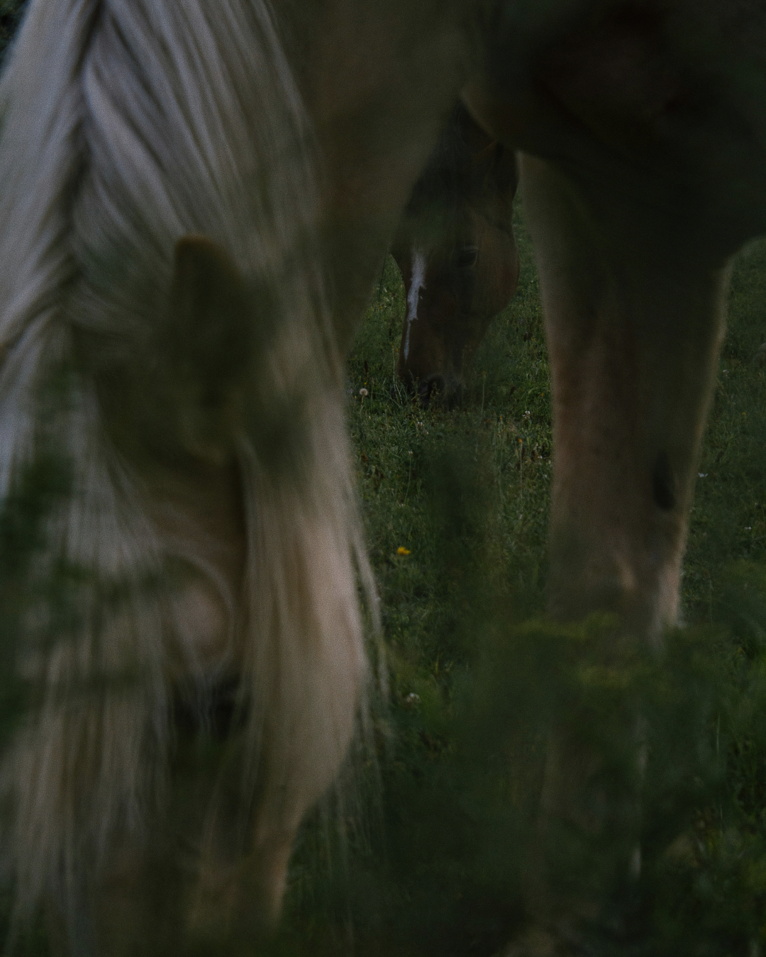 Micro-Wellness Commitments (To Honour the Year of the Horse)